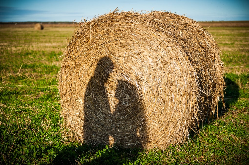 PEI Wedding, Halifax Wedding Photographer